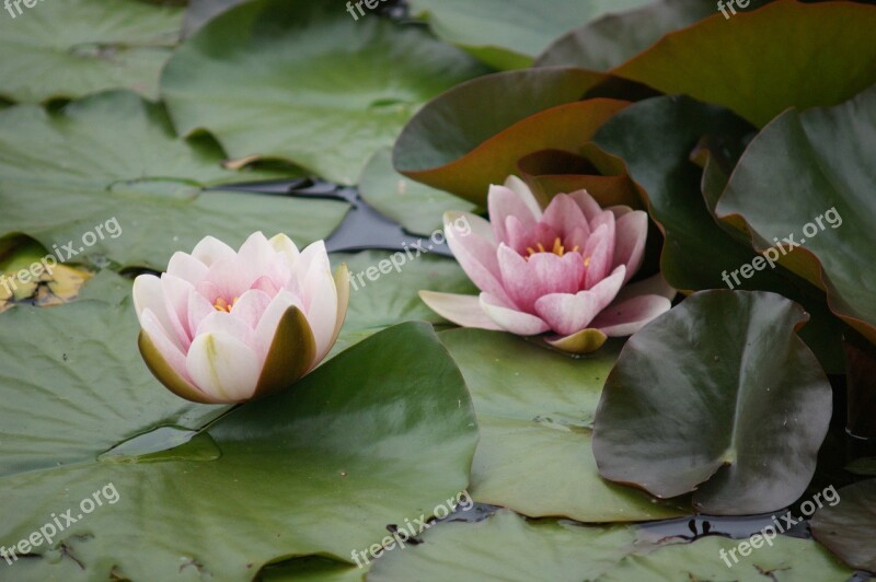 Water Lilies Lake Pond Pools Water