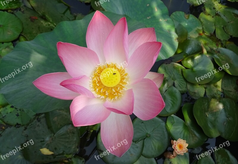 Lotus Flower Pink Nelumbo Nucifera