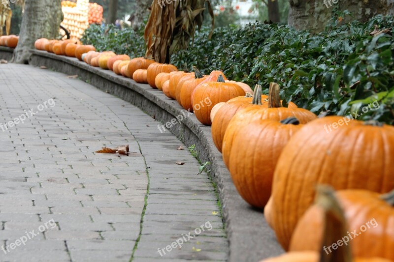 Halloween Pumpkin Autumn Decoration Deco