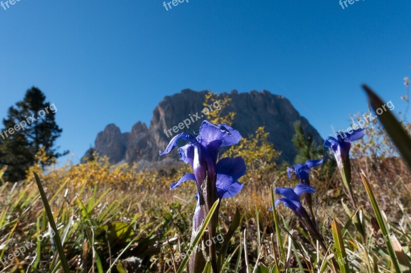 Gentian Gentiana Alpine Dolomites Blue