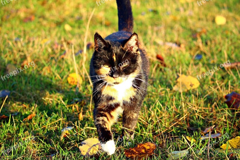 Cat Mieze Three Coloured Lucky Cat Autumn