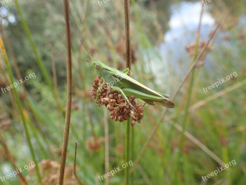 Desert Locust Grass Nature Free Photos