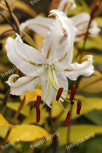 Lily Lilium Speciosum Album White Lily Onion Plant Free Photos