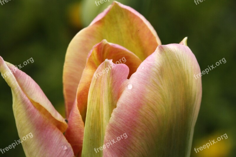 Fire Tulip Onion Plant Macro Petals