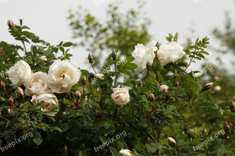 Rosa Pimpinellifolia Plena Midsummer Roses Flower The White Rose Free Photos