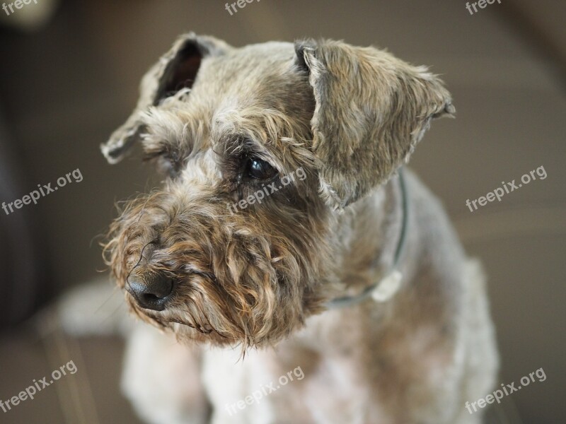 Breed Dog Portrait Pets Seat