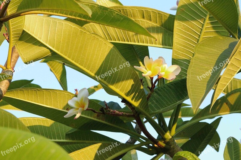 Flowers Frangipani Flowers White Autumn Leaves Green