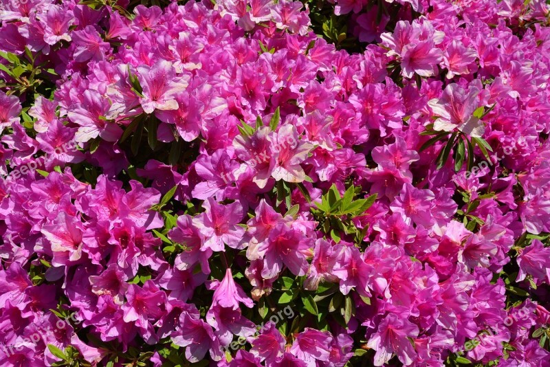 Azalea Flower Spring Nature Pink