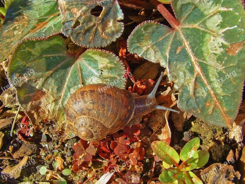 Snail Nature Animal Garden Natural