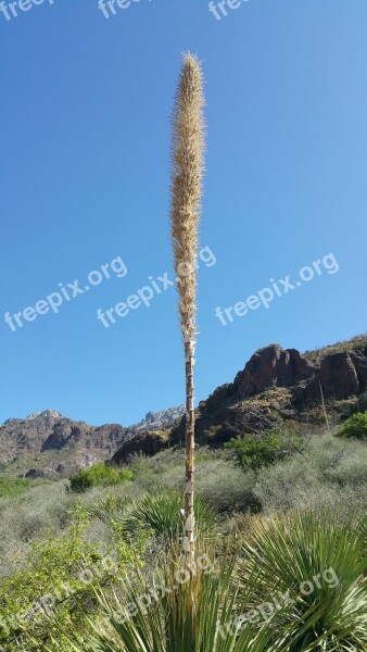 Desert Flowers New Mexico Landscape Free Photos