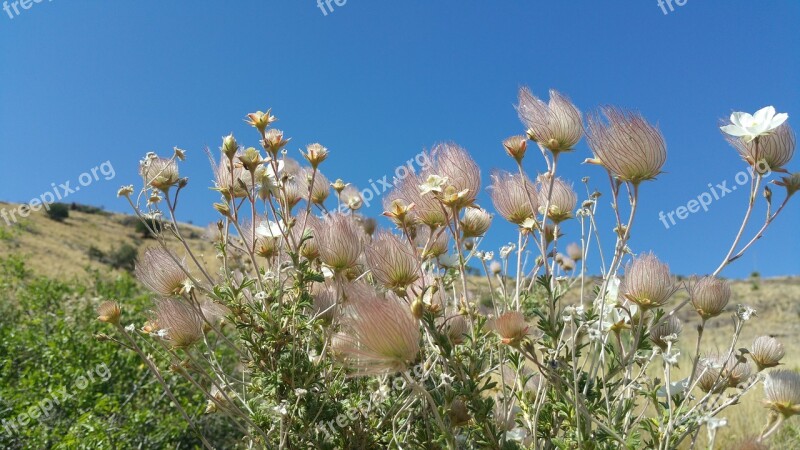 Desert Flowers New Mexico Landscape Nature Free Photos