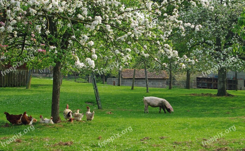 Pig Hen Orchard Spring Field