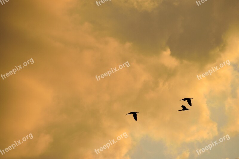 Sunset Sky Florida Herons Flying Birds