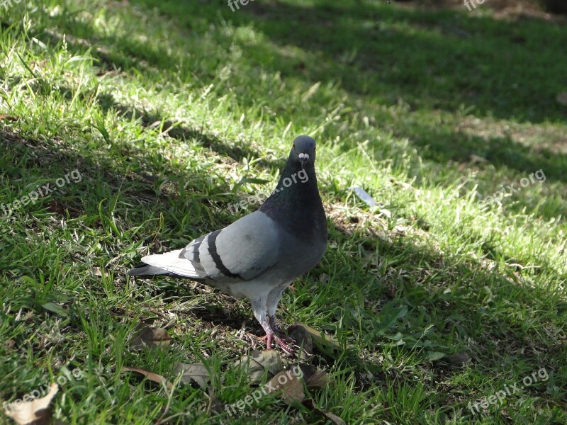 Pigeon Paige Dove Birdie Nature