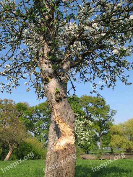 Tree Flowers Spring Bieber Bite