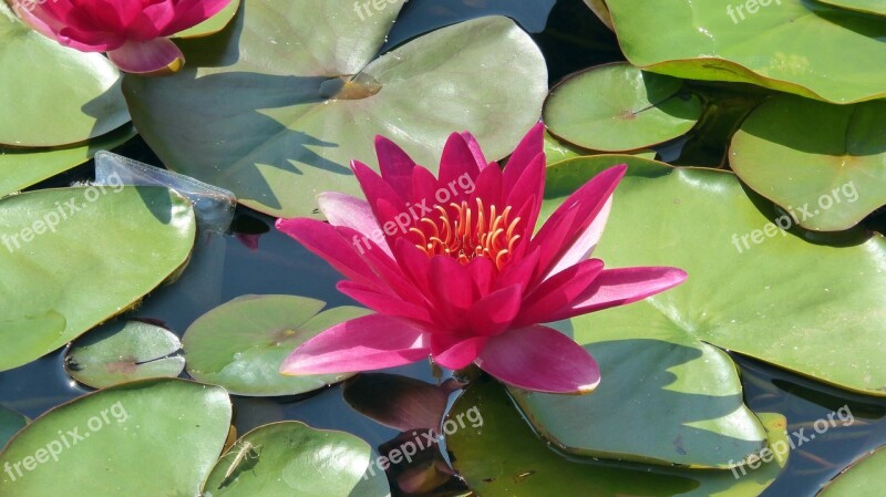 Water Lily Blossom Bloom Aquatic Plant Pond