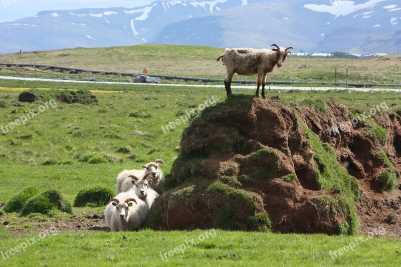 Iceland Billy Goat Sheep Field Aminals