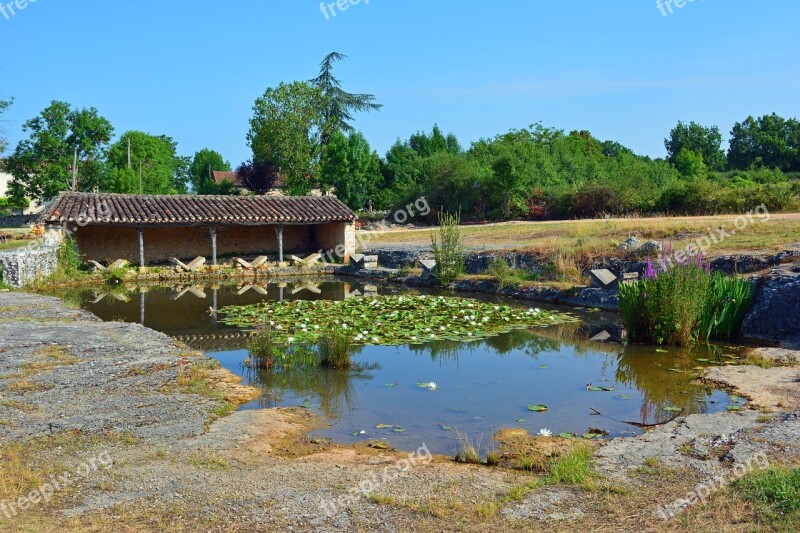 Former Washery Mare Water Lily Aquatic Aquatic Plant