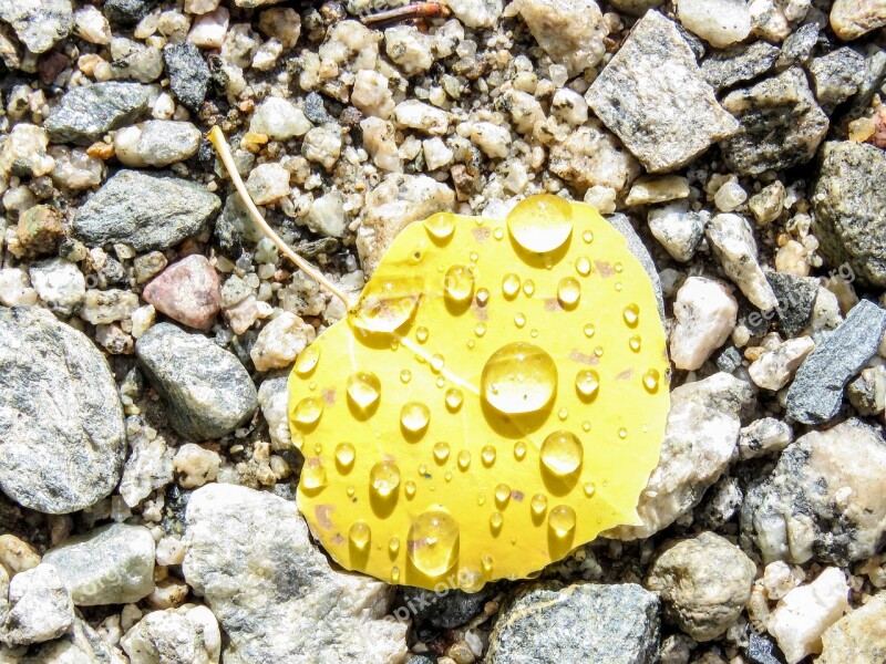 Aspen Leaf Rain Rocks Leaves