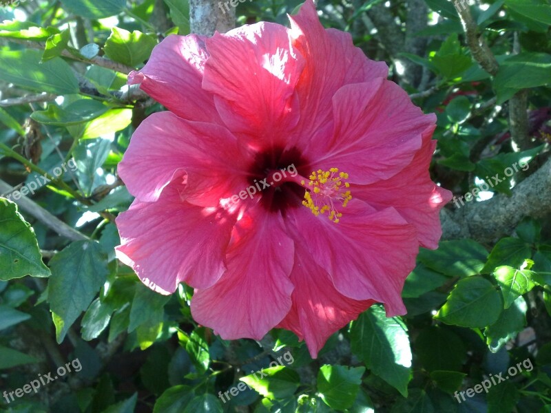 Flower Hibiscus Tropical Nature Petals