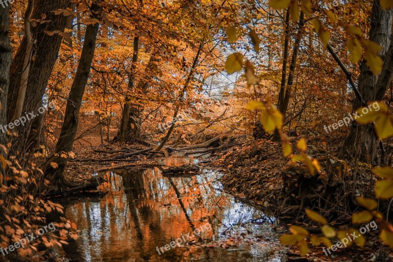 Autumn Forest Nature Bach River