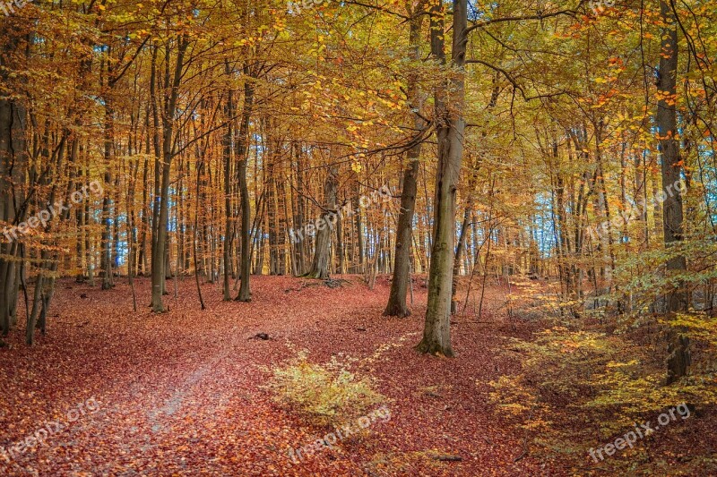 Autumn Forest Nature Away Leaves