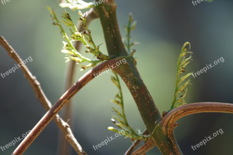 Plants Trees Green Nature Environment