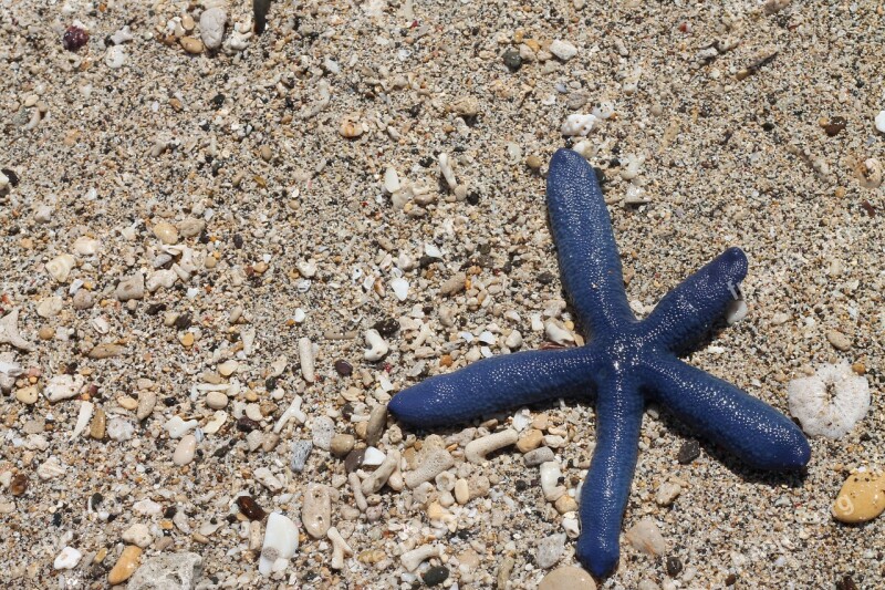 Seastar Water Beach Sea Ocean