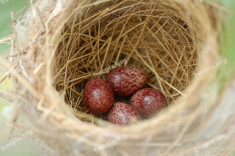 Eggs Nest Bird Nest Egg Animal