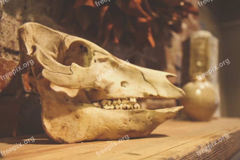 Skull Animal Dead Skeleton Nature