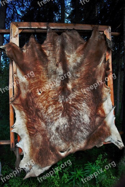 Coat Animal Dead Mammal Nature