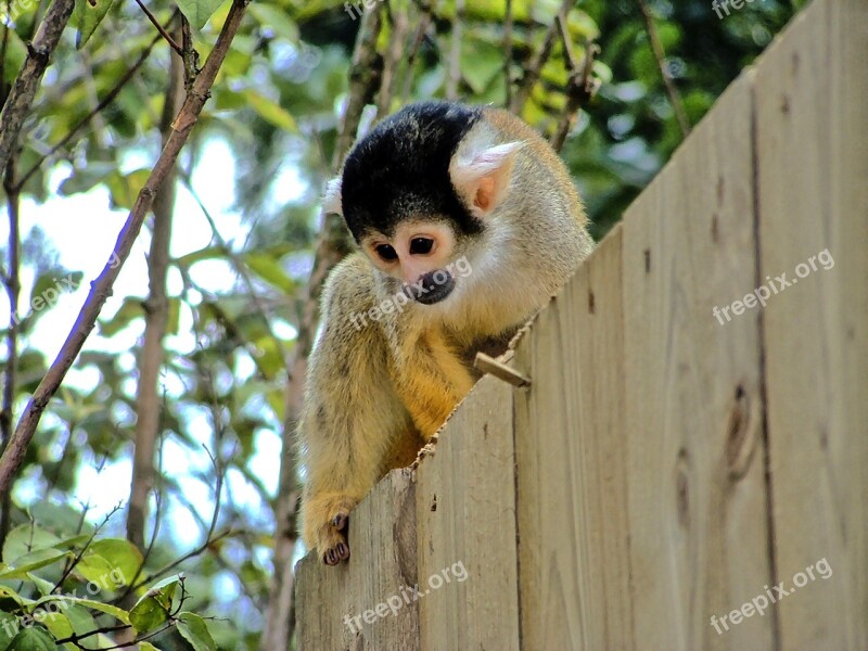 Ape Zoo Animal Primate Monkey