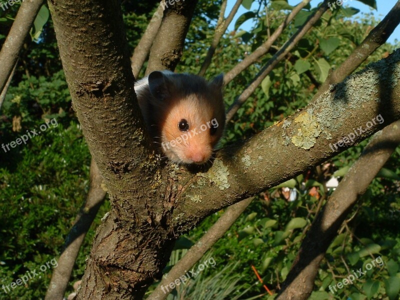 Hamster Pet Animal Domestic Tree