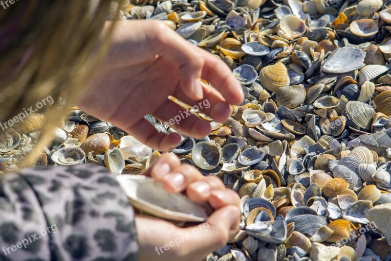 Clams Search Great Hand Many