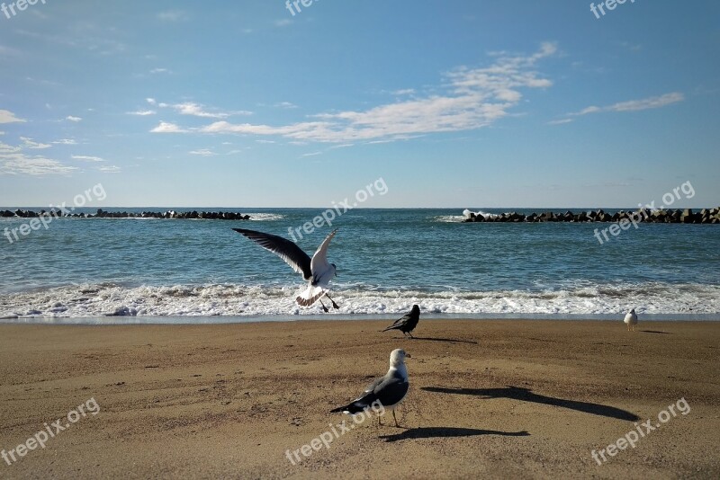 Sky Cloud Sea Beach Seagull