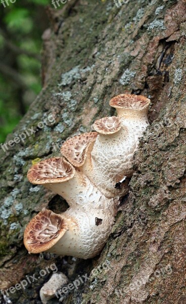 Mushroom Toadstool Poisonous Nature Autumn