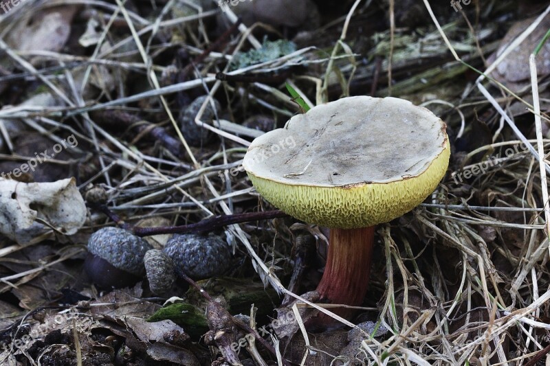 Mushroom Toadstool Poisonous Nature Autumn