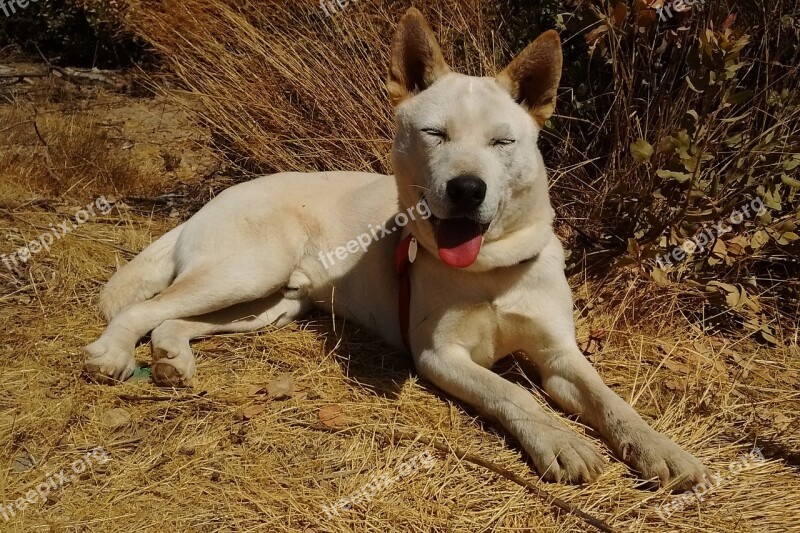 Dog Happy Sunshine Happy Dog Pet