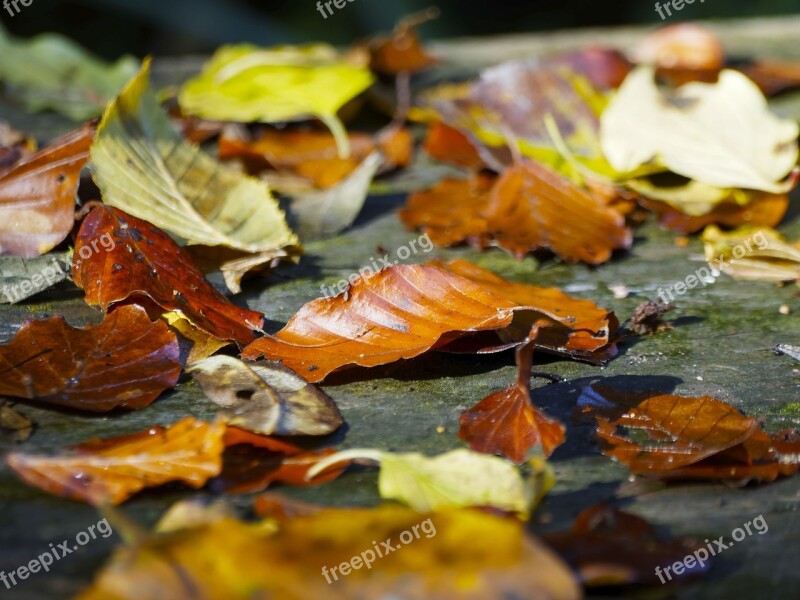 Leaves Carpet Of Leaves Red Leaf Autumn Leaves Autumn Leaf