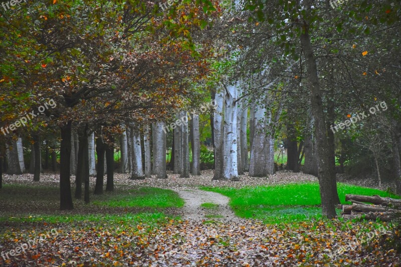 Forest Trail Autumn Plants Dried Leaves