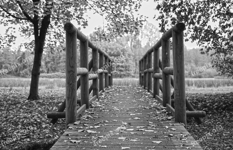 Forest Nature Leaves Autumn White Black