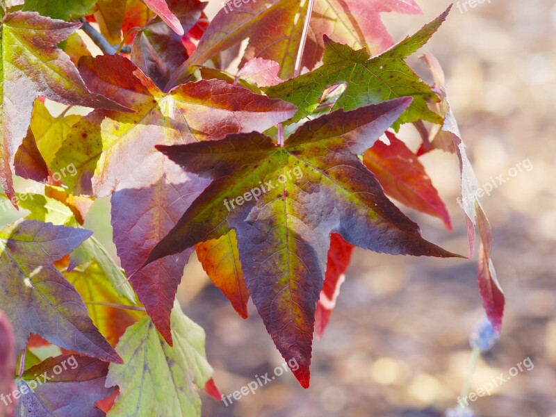 Leaves Foliage Fall Colored Autumn Leaves