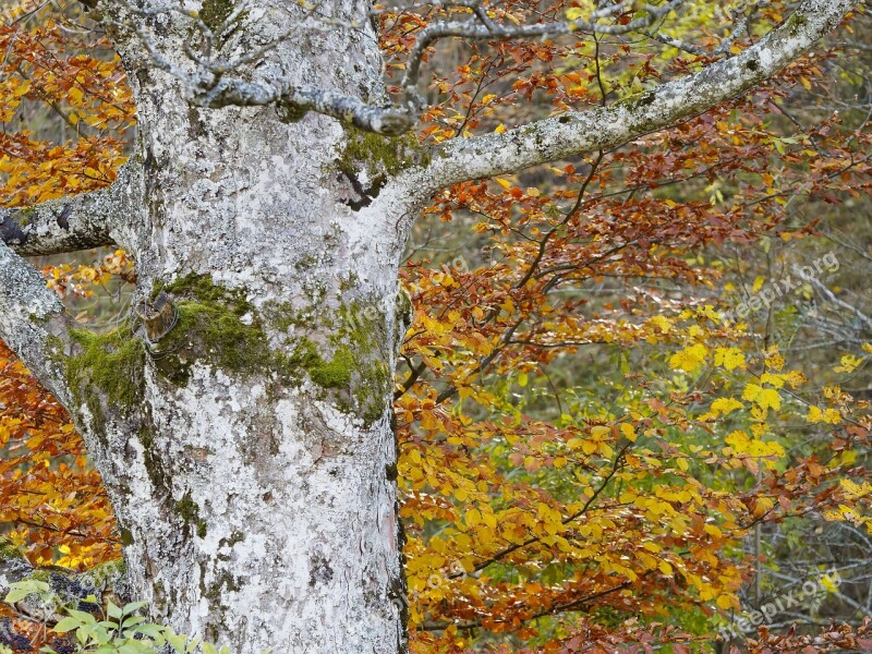 Tree Leaves Nature Fall Autumn Leaf