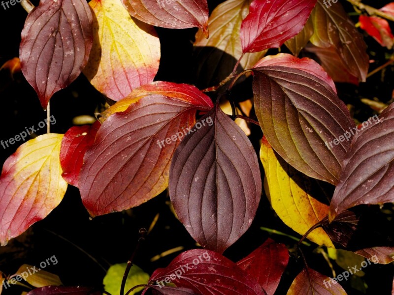 Colors Fall Fall Color Nature Autumn Leaves