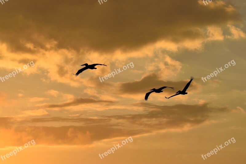 Sunset Florida Birds Avian Pelicans Flying