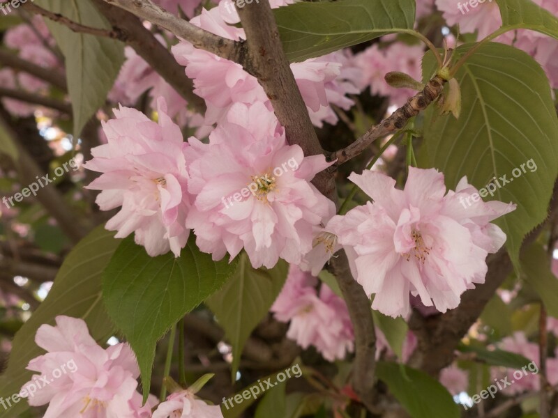 Flowers Summer Beautiful Nature Summer Flower