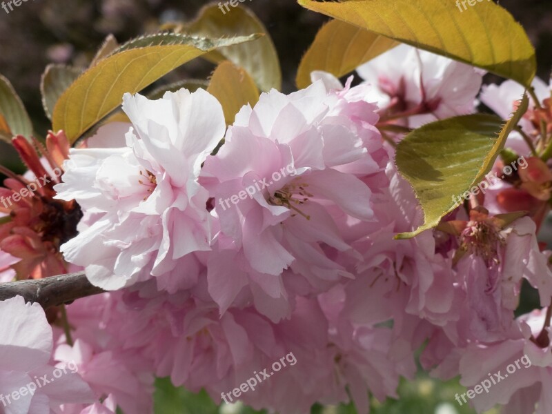 Flowers Summer Beautiful Nature Summer Flower