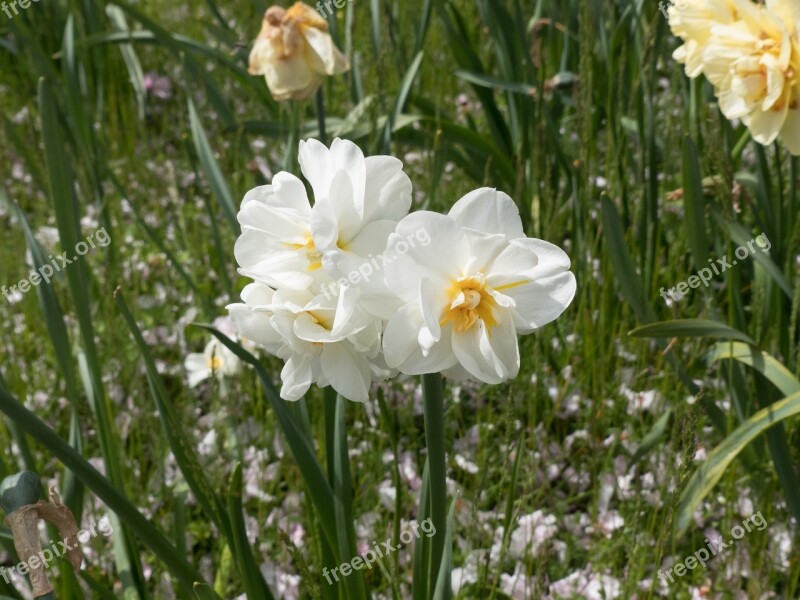 Flowers Summer Beautiful Nature Summer Flower