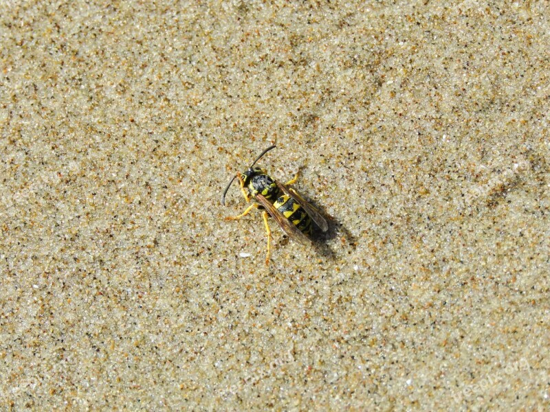 Wasp Beach Grains Of Sand Sand Free Photos