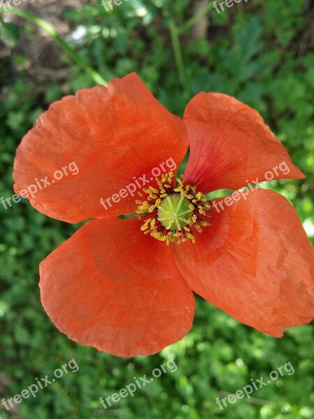 Poppy Flower Poppy Flower Spring Orange